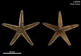 Astropecten dussumieri (MNHN)