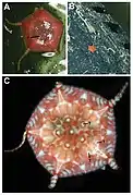 Astrophiura caroleae vivante.