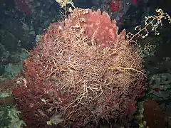 Astrophyton muricatum