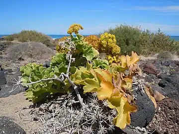 Astydamia latifolia.