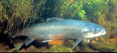 Saumon atlantique(Salmo salar).