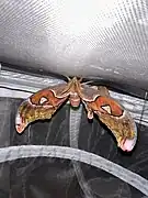 Un attacus lorquinii male venant d'émerger de son cocon