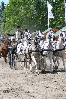 Attelage de cinq chevaux gris, vu de face.