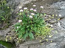 Vergerette des Alpes (Erigeron alpinus)
