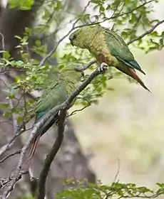 Conure magellanique (Enicognathus ferrugineus)