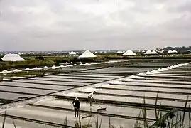 Marais salants du Ria d'Aveiro.