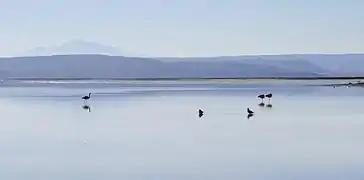 Image illustrative de l’article Laguna Salada (Bolivie)