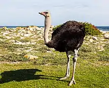 Struthio camelus (Struthioniformes).