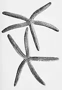Ophidiaster confertus