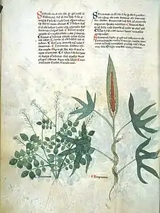 Page de manuscrit avec du texte en deux colonnes et les dessins détaillés de deux plantes : à gauche, une plante aux feuilles imparipennées et aux fleurs rose pâle en ombelles ; à droite, une plante aux feuilles digitées de grande taille recouvrant partiellement le dessin de gauche, au spathe proéminent et vertical, et sur la tige de laquelle s'enroule un serpent.