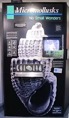 Présentation de micromollusques.