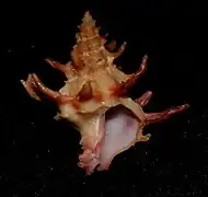 Babelomurex gemmatus