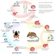 Babesia : cycle de vie.