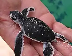 Juvénile de tortue verte
