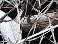Petite Trochosa terricola dans son habitat naturel en Hongrie.