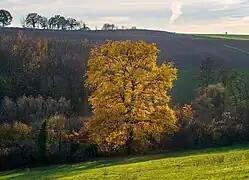 Bonfeld&nbsp;(de), village près de Bad Rappenau ; pente sud du Mühlberg avec un chêne magnifique au centre. Novembre 2020.