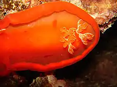 Spécimen orangé