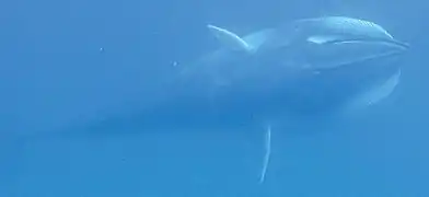 Balaenoptera omurai