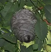 Nid de D. maculata dans un arbre près de Vancouver.