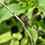 Erythrodiplax umbrata mâle