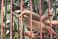 Oiseau chanteur bulbul orphée en cage