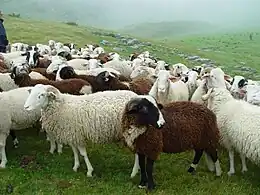 Ovins de race barégeoise en estive près de Gavarnie