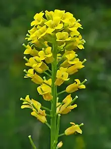 Inflorescence dense