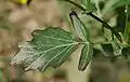 Feuille basilaire.