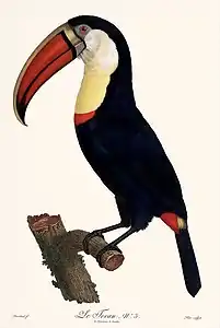 Le Tocan