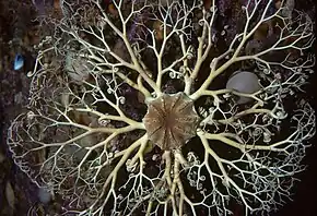 Une ophiure ramifiée de la famille des Gorgonocephalidae