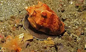 Cymbiola vespertilio vivant.