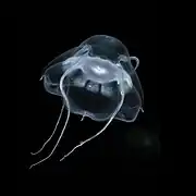 Bathykorus bouilloni (Narcomedusae)