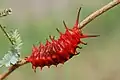 Chenille de Battus philenor