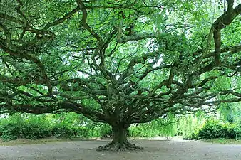 Hêtre pleureur du jardin public.