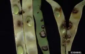 Image illustrative de l’article Anthracnose du haricot