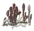 Clavaria mitrata