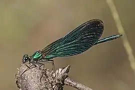 Mâle