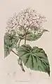 Planche botanique de 1818
