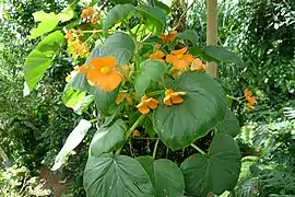 Begonia cinnabarina