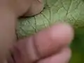 Revers d'une feuille