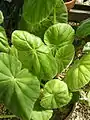 Begonia karwinskyana