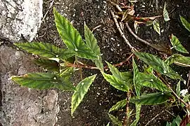 Begonia lubbersii