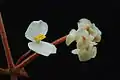 Une fleur