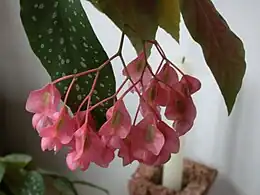 Fleurs femelles