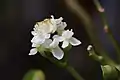 Inflorescence