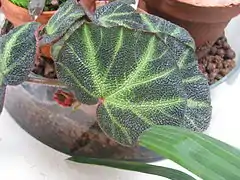 Feuille