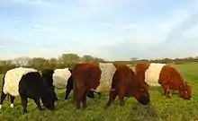 La photo couleur représente quelques individus rouges à ceinture blanche large. Leur pelage est épais.