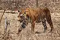 Un tigre du Bengale.