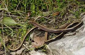 Orvet doré (Anguis cephallonica), longtemps considéré comme une sous-espèce de l'orvet commun.