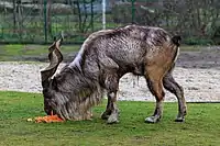 Markhor